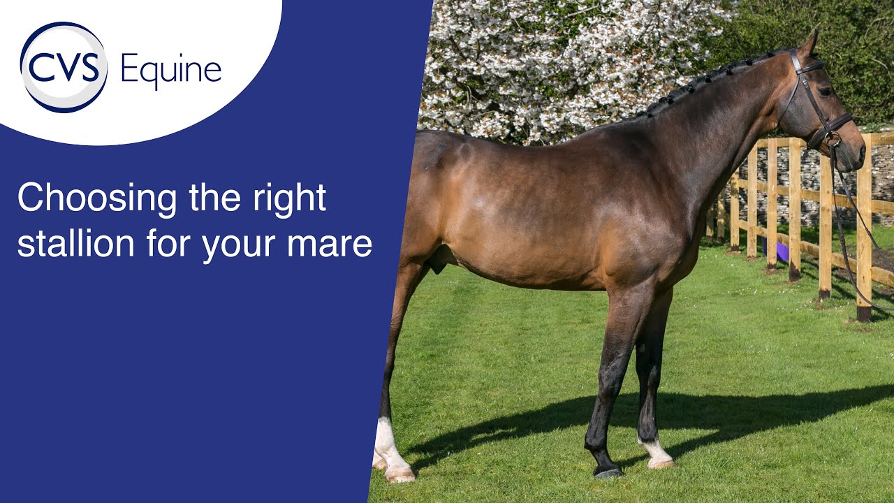 Stallion Statistics: Easy Ways to Understand and Use Them to Choose the Best Stallion for Your Breeding Program!