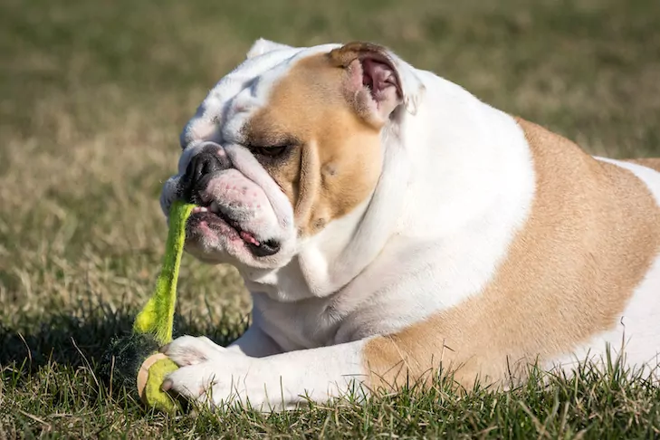 Help! My Dog Ate a Tennis Ball! What Should I Do?