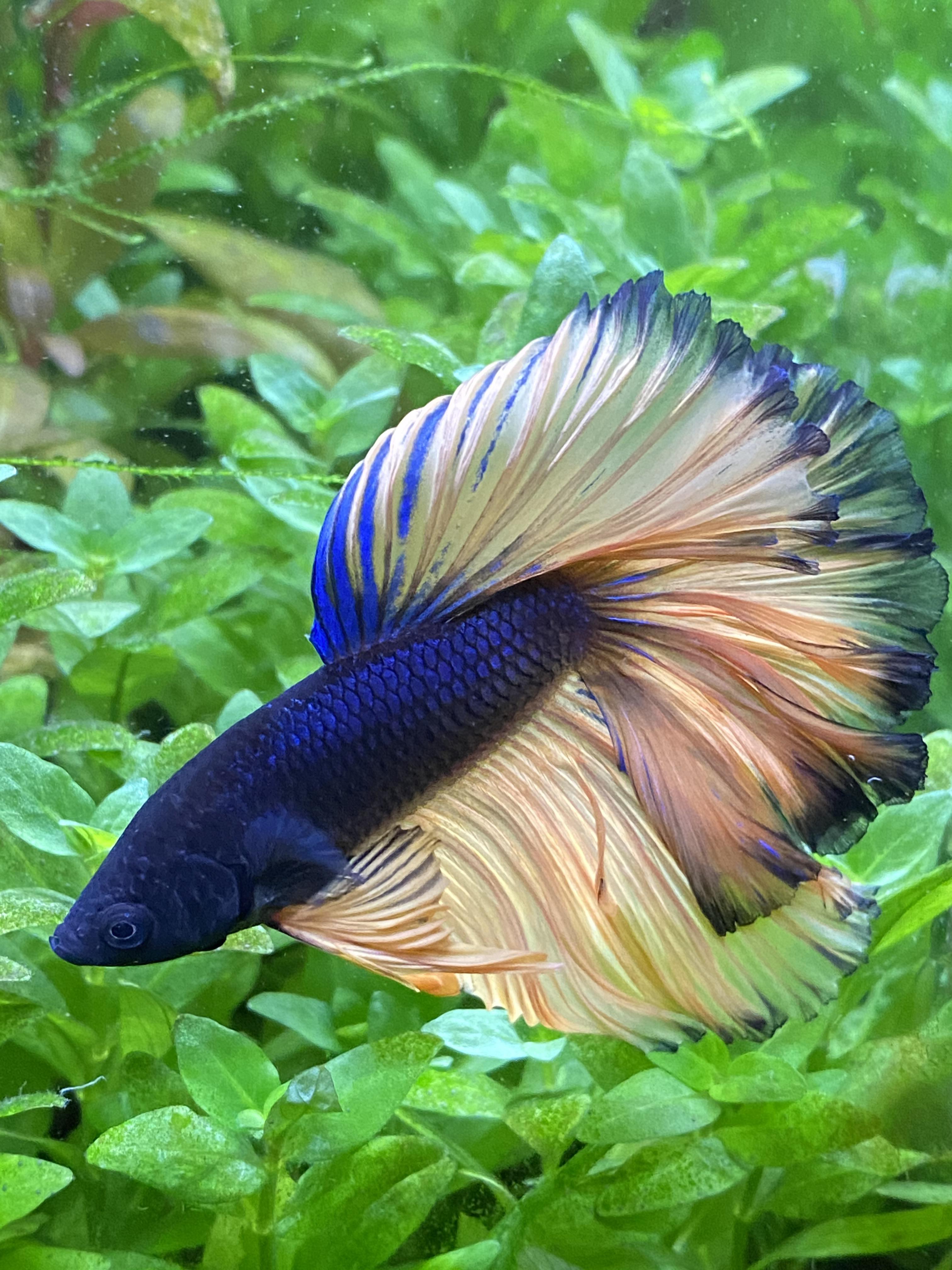 Colonel Fish: What is it? Here are all the things you need to know.