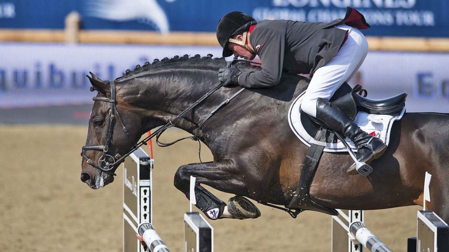 Stallion Statistics: Easy Ways to Understand and Use Them to Choose the Best Stallion for Your Breeding Program!