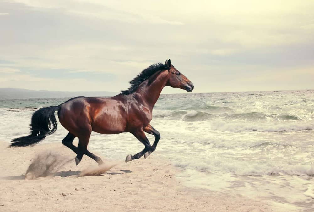 How Fast Can a Running Horse Go? The Answer May Surprise You!