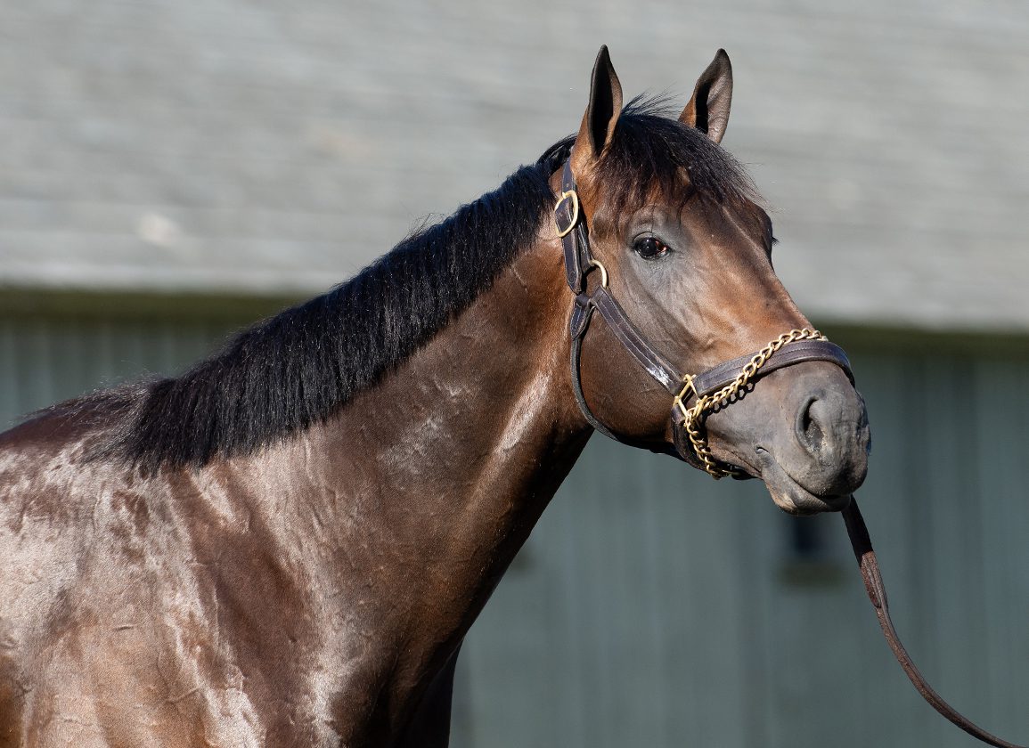 What is Mindframe Horse? Discover The Secrets to Train Your Horse With the Right Mindset!