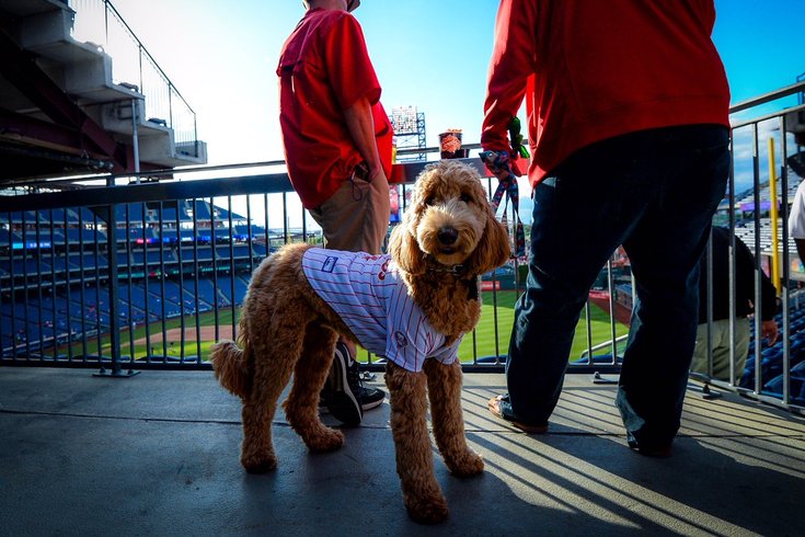 Phillies Bark in the Park Rules Everything a Dog Owner Should Know