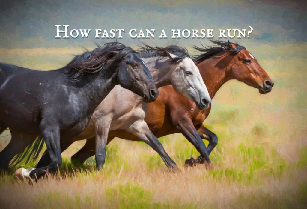 How Fast Can a Running Horse Go? The Answer May Surprise You!