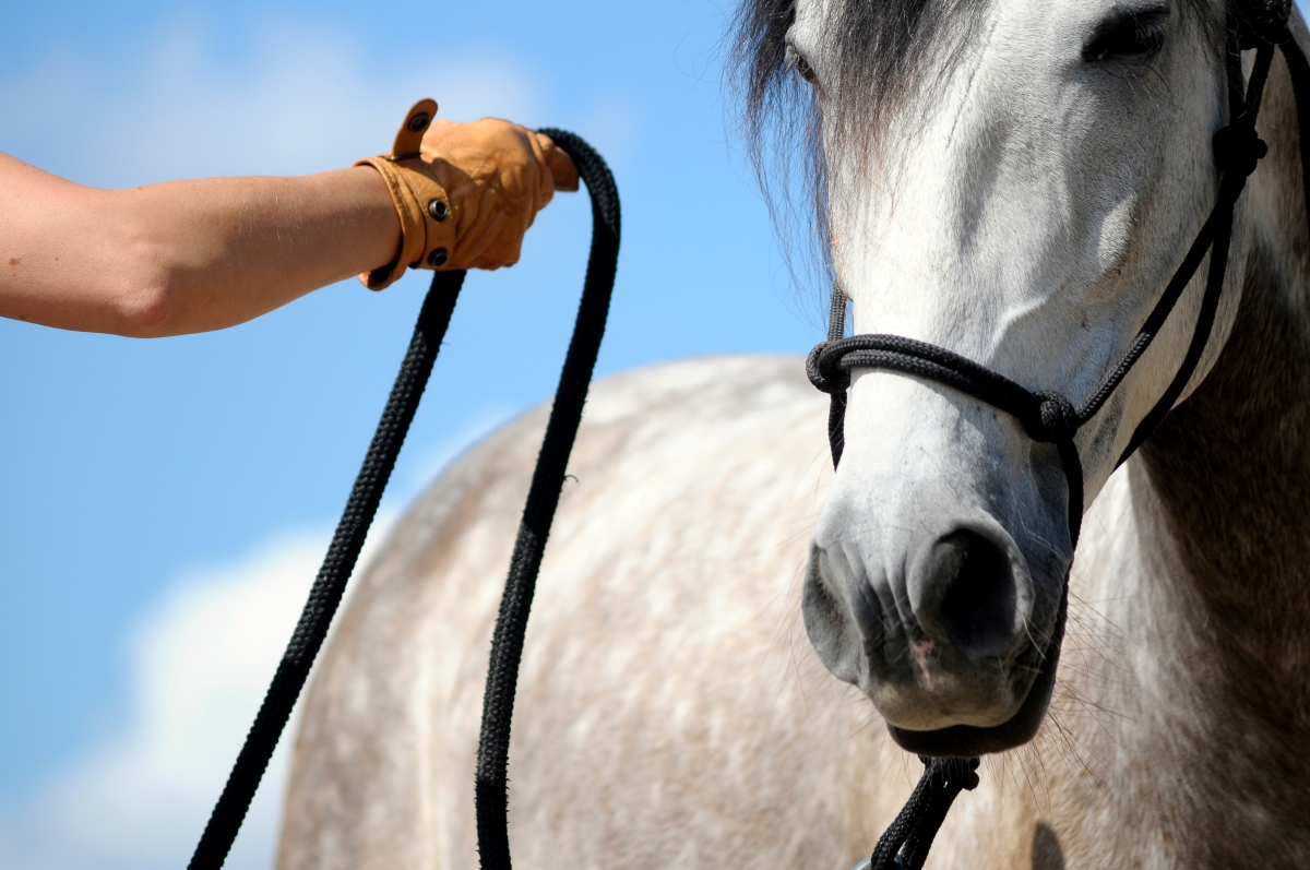 Hiring Horse Trainers: Costs and What to Expect!