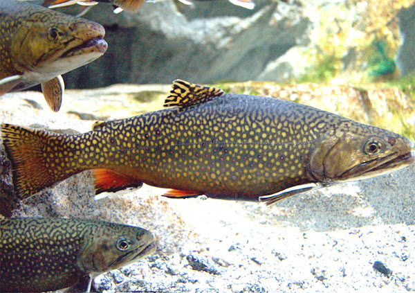 Colonel Fish: What is it? Here are all the things you need to know.