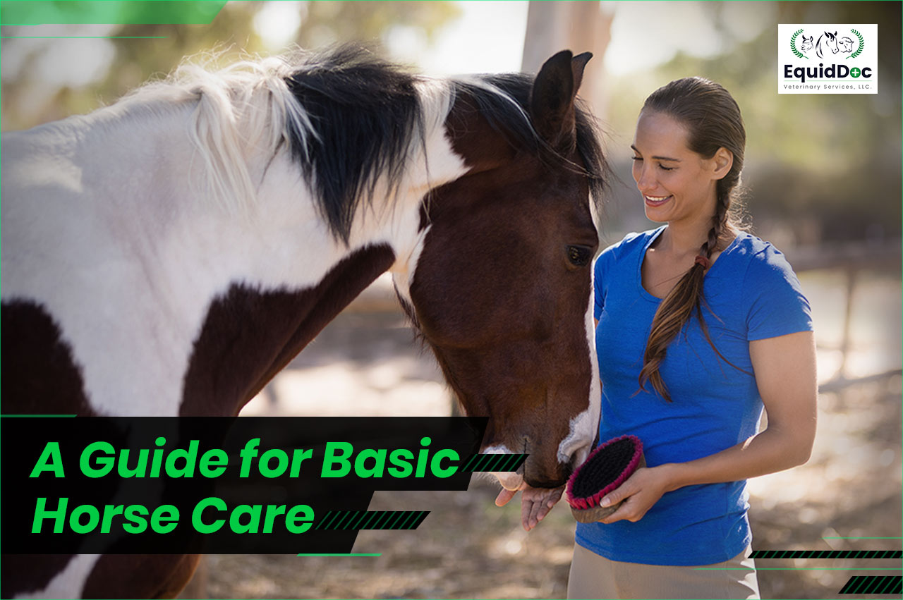 Filly & Mare Care Tips: Keeping Your Horses Happy & Healthy.