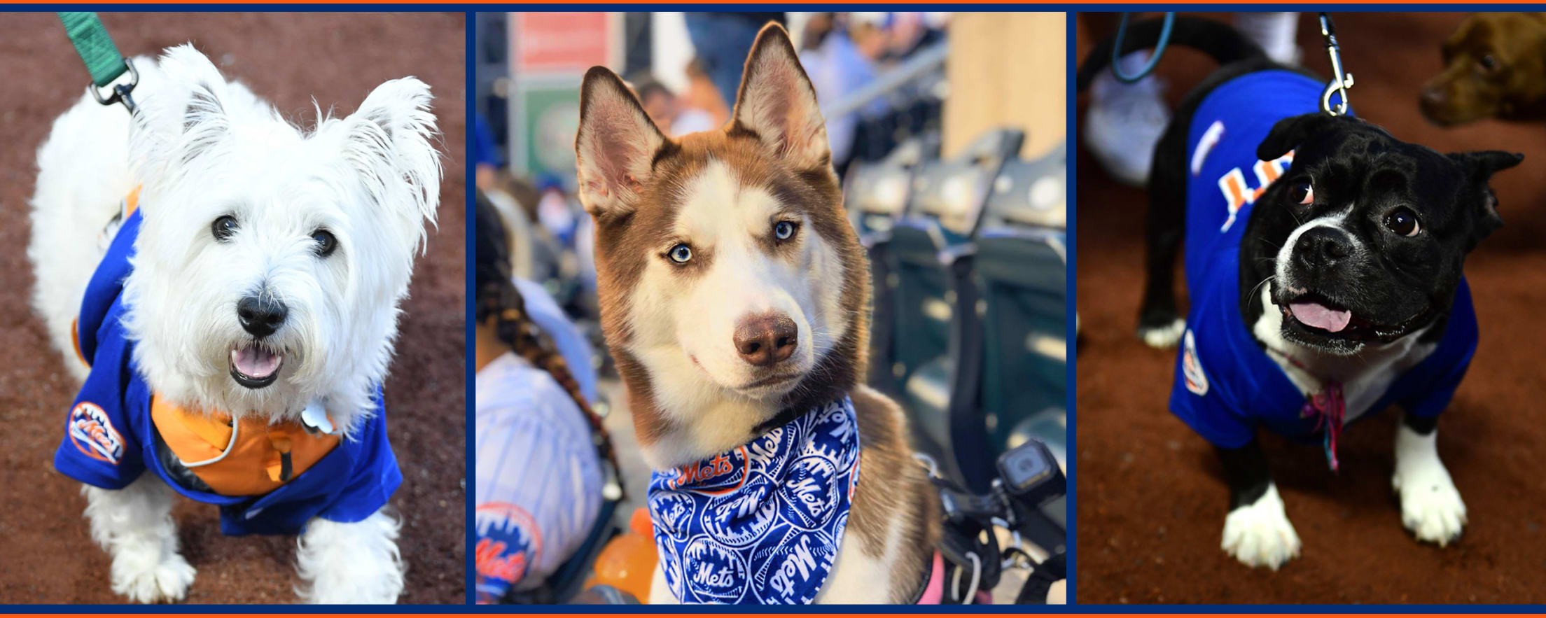 Mets Bark in the Park: Everything You Need to Know Before the Big Game with Your Dog!