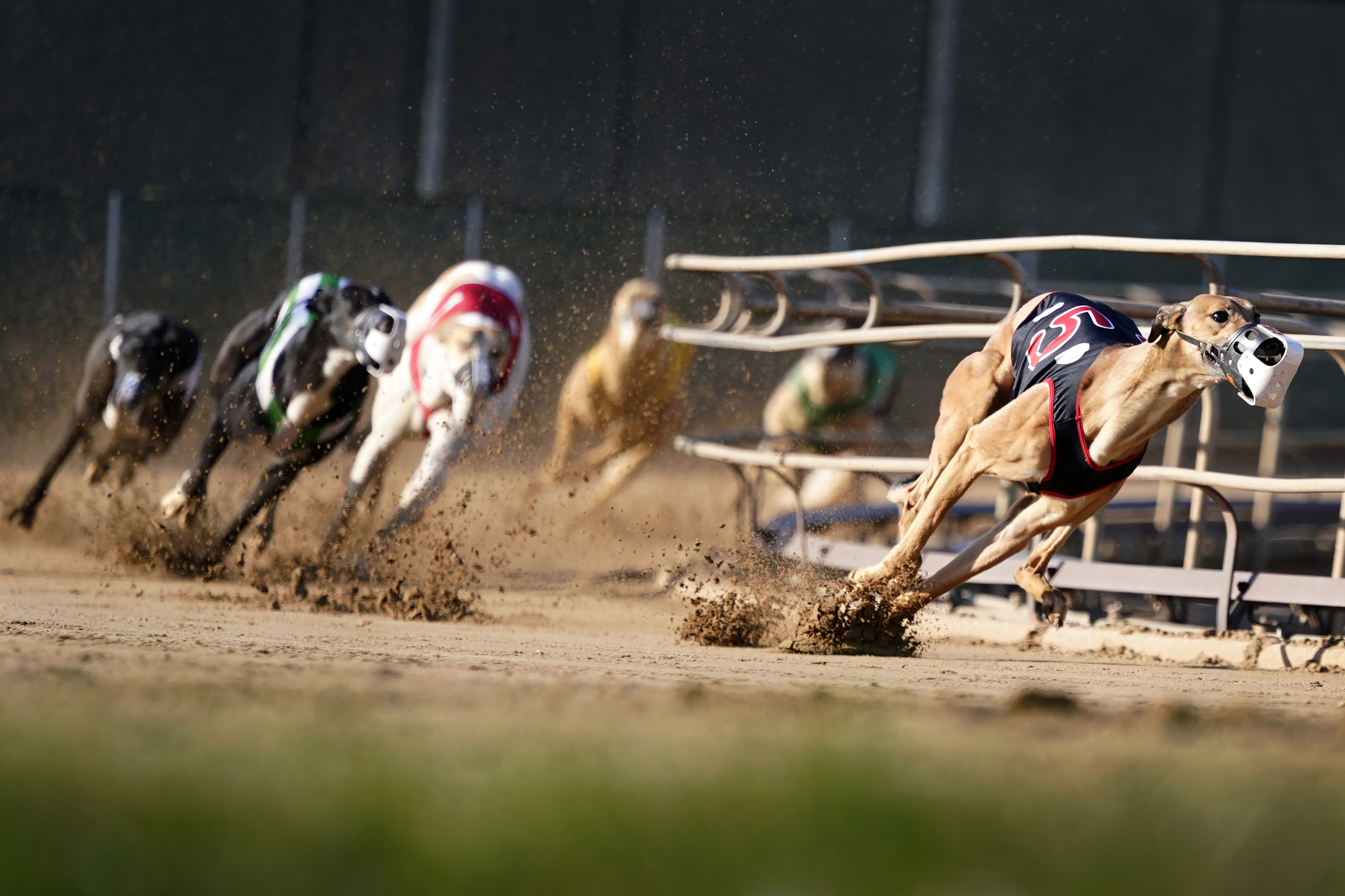 Greyhound Fields Near Me? Discover Local Racing Hotspots