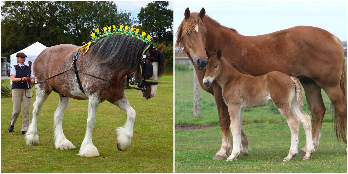 What is the strongest horse? Learn about draft horse strength here!