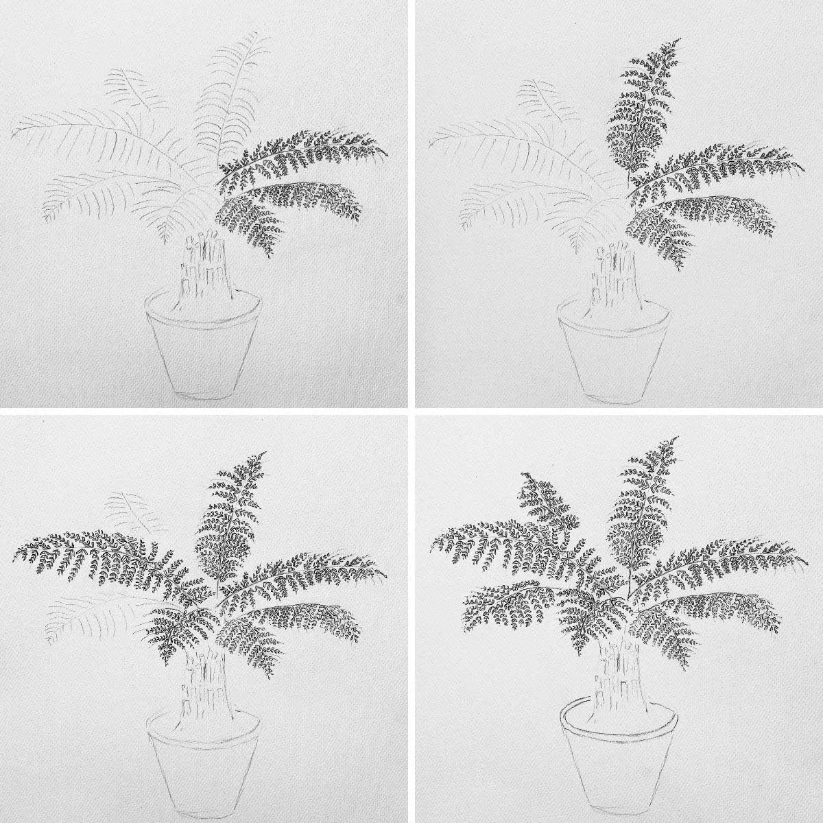 Drawing Ferns Made Simple: A Helpful Guide for All