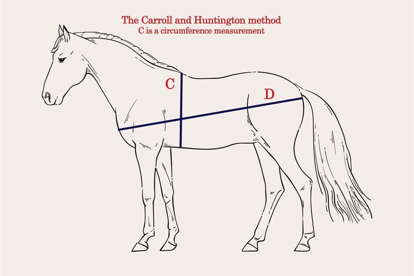 What is a Horse Length? Simple Explanation for Beginners!