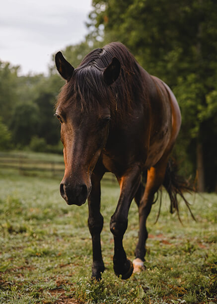 Horse Front View: Simple Tips for the Perfect Photo!