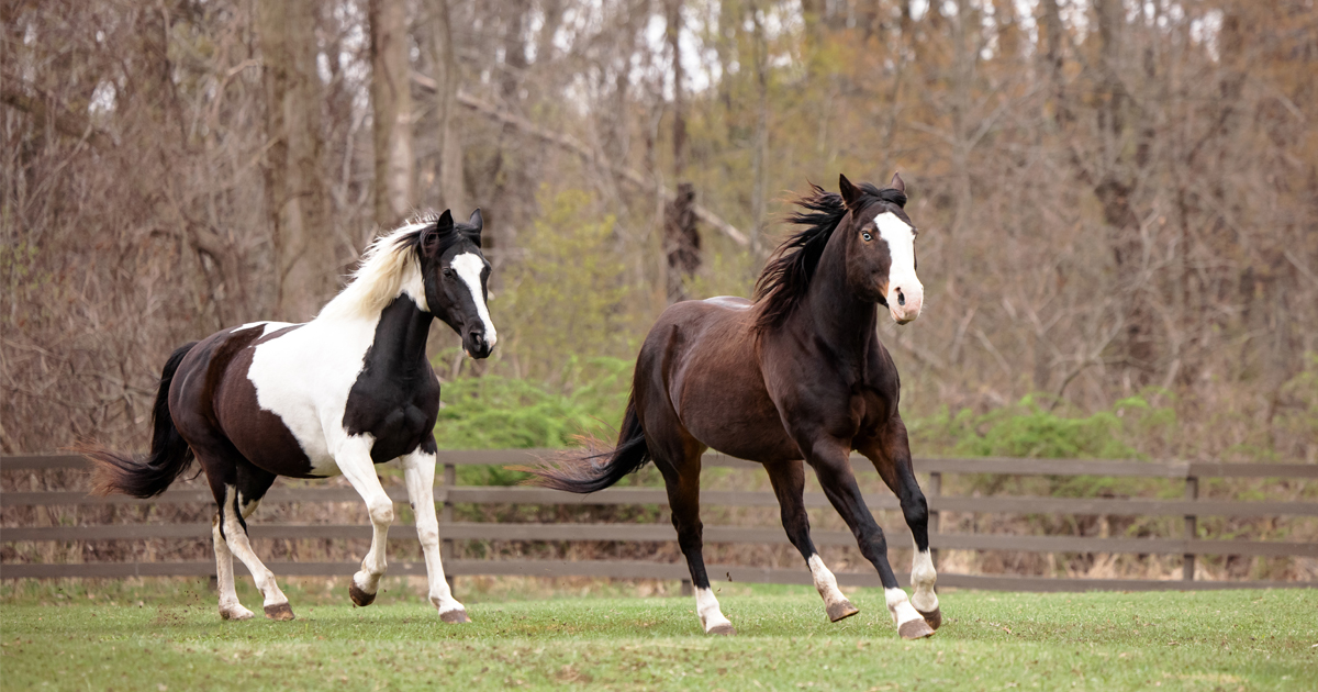 Horse Kill Pens Exposed: Learn the Truth and Find Out How to Advocate for Horses Now