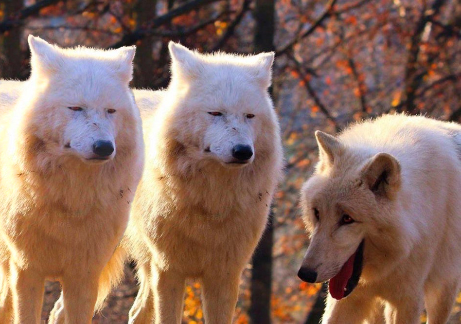 Wolves Laughing Meme: Why Is Everyone Sharing This Hilarious Joke?