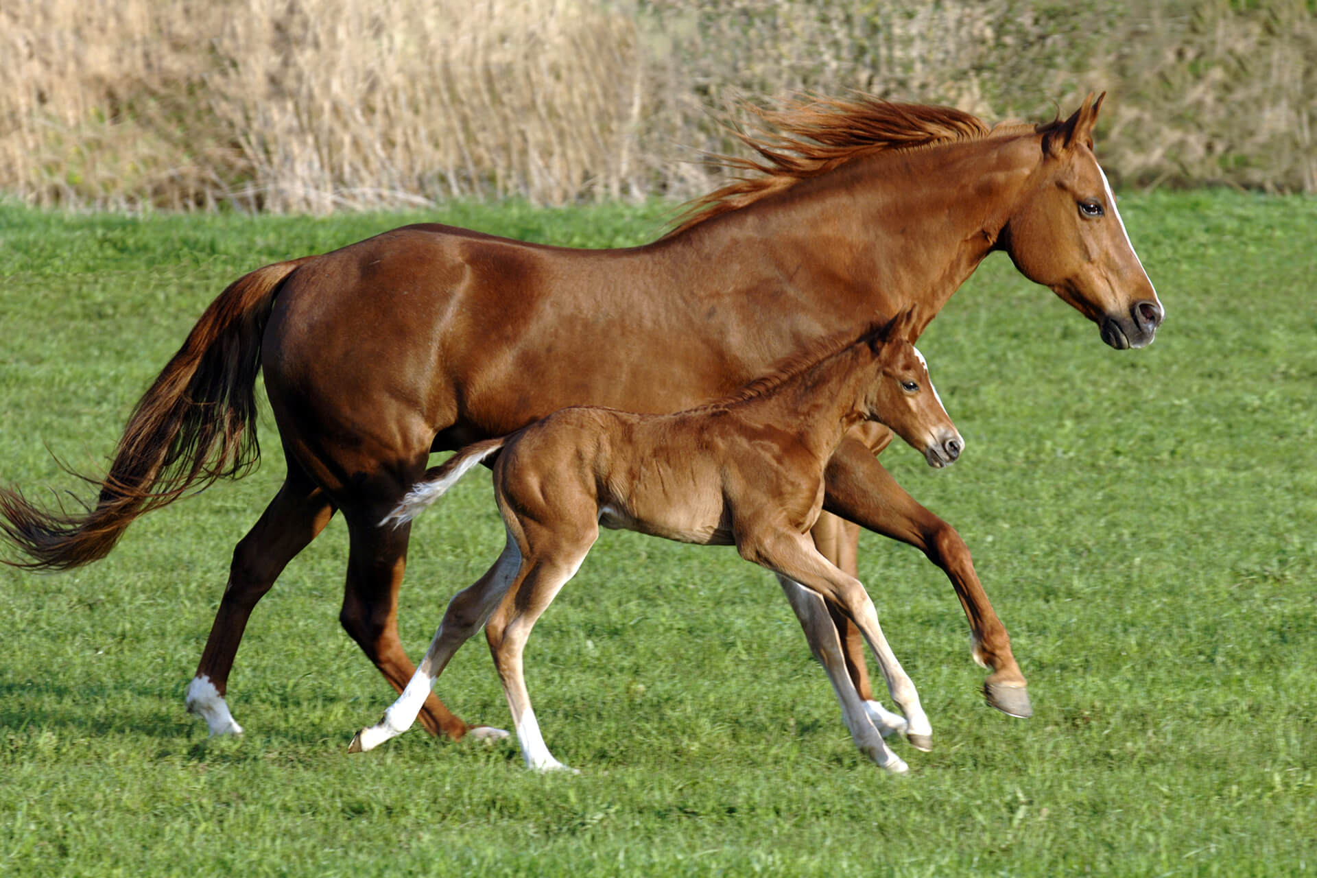 Filly & Mare Care Tips: Keeping Your Horses Happy & Healthy.