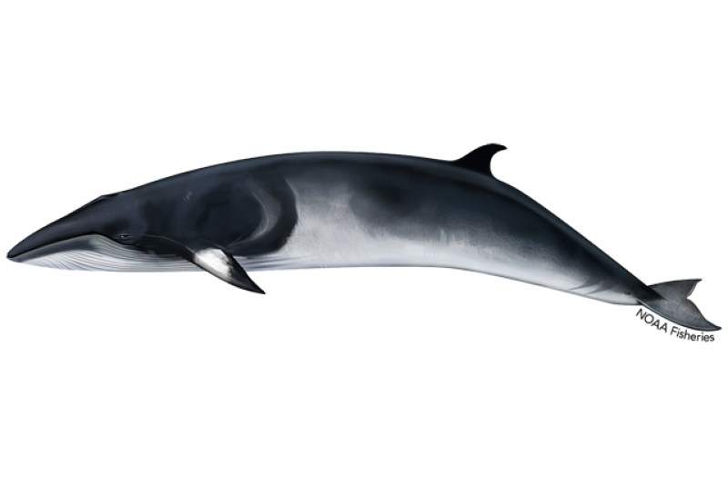 The Truth About Blue Whale Mickey: Protecting Kids from Online Dangers.