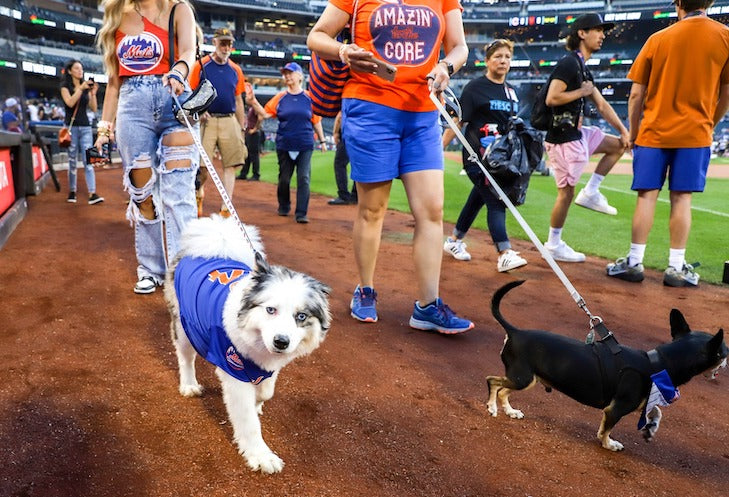 Mets Bark in the Park: Everything You Need to Know Before the Big Game with Your Dog!