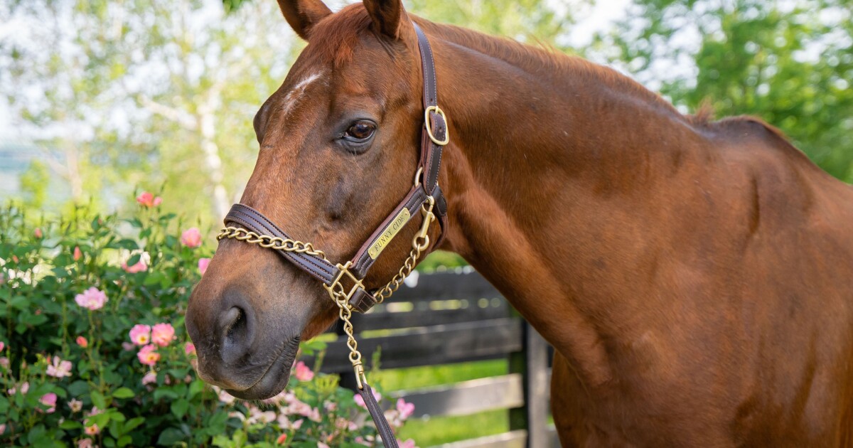 Who Won the Kentucky Derby in 2003? Find Out Now!