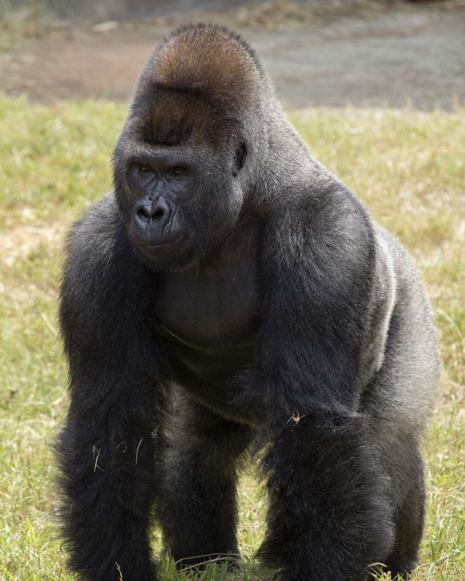 Who is Willie B Jr? Discover the Legend of Zoo Atlantas Famous Gorilla.