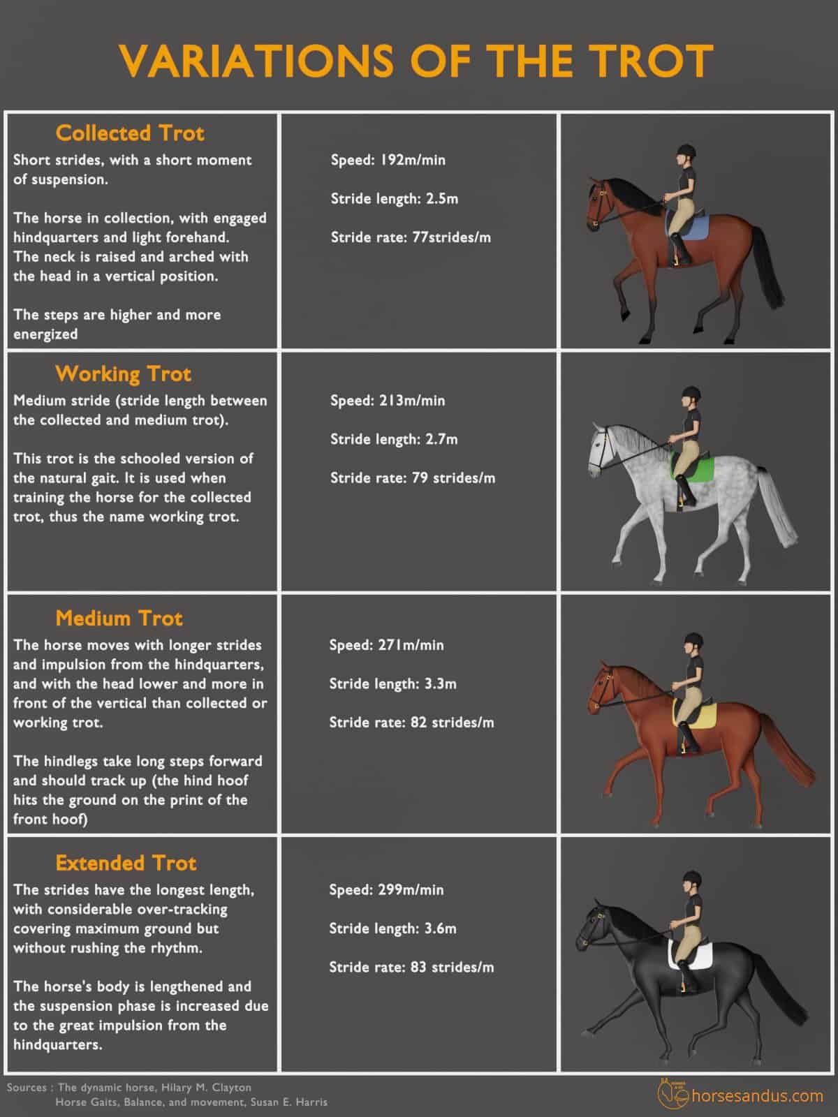 What is a Horse Length? Simple Explanation for Beginners!