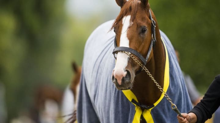 Kentucky Derby Horses: How Old Are They Really?