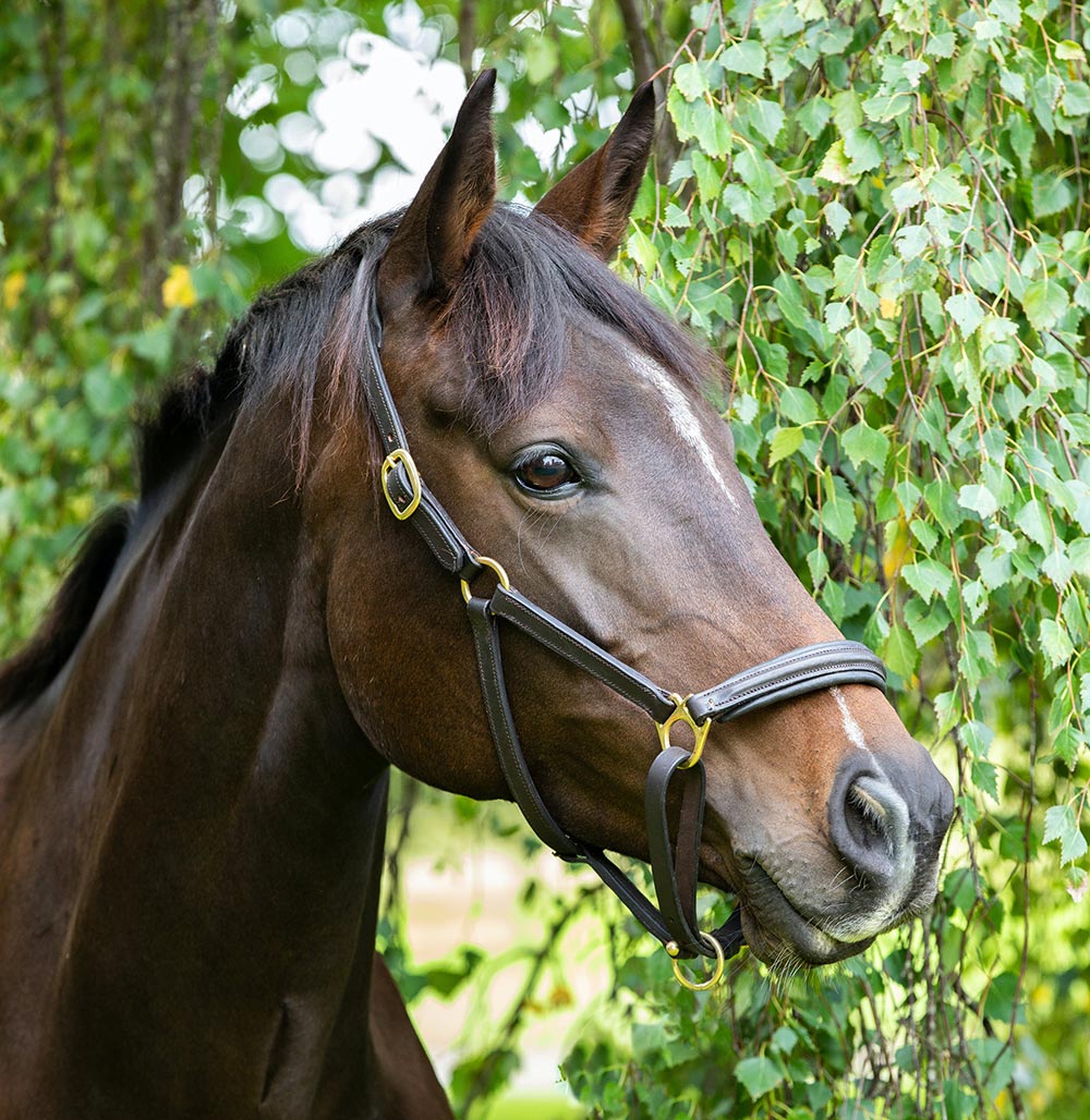 Horse Front View: Simple Tips for the Perfect Photo!