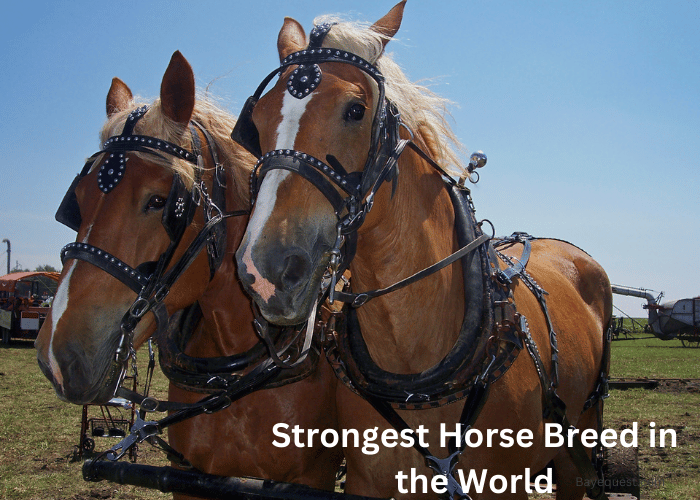 What is the strongest horse? Learn about draft horse strength here!