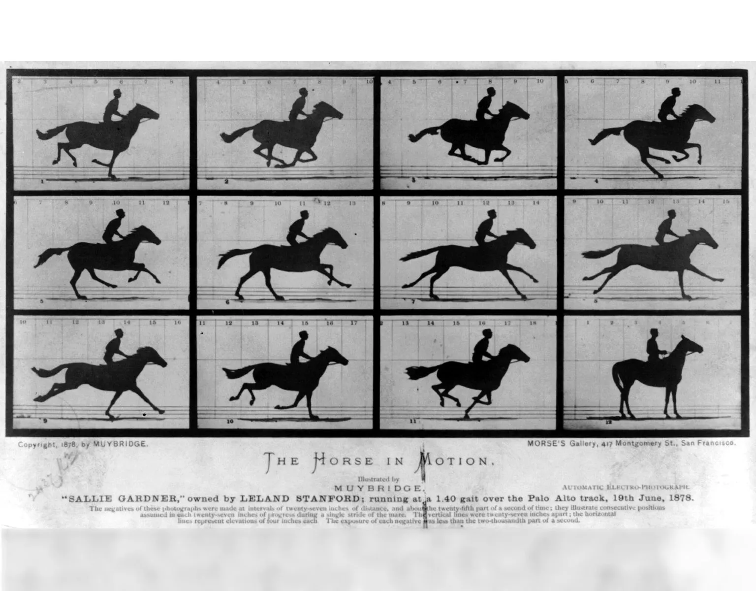 Discover the Speed of a Galloping Horse - Its Faster Than You Think!