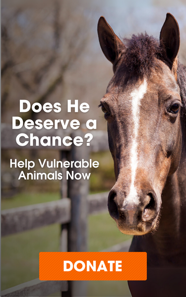 Horse Kill Pens Exposed: Learn the Truth and Find Out How to Advocate for Horses Now