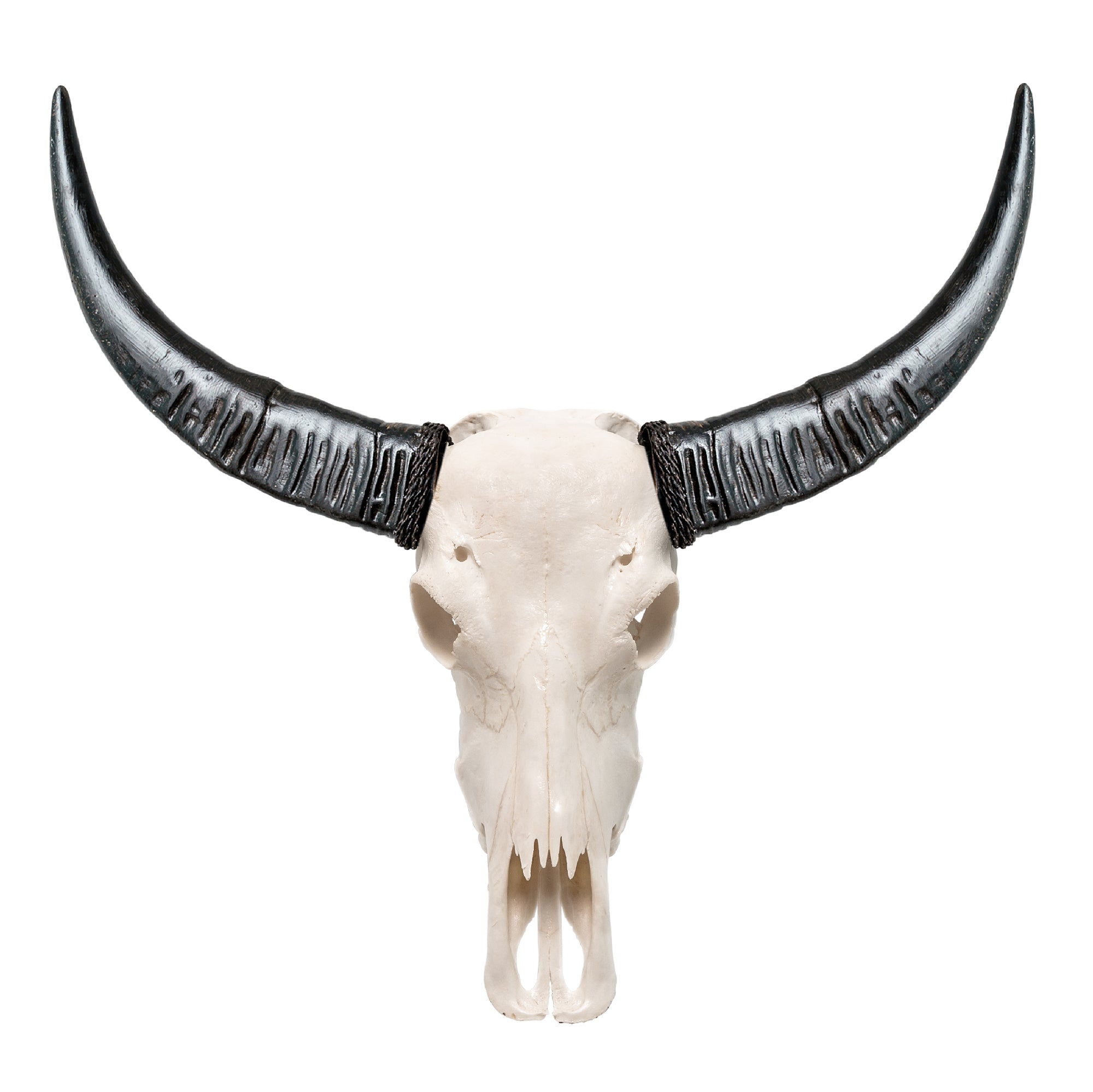 Buy Carabao Skull : Everything You Need to know before your order!