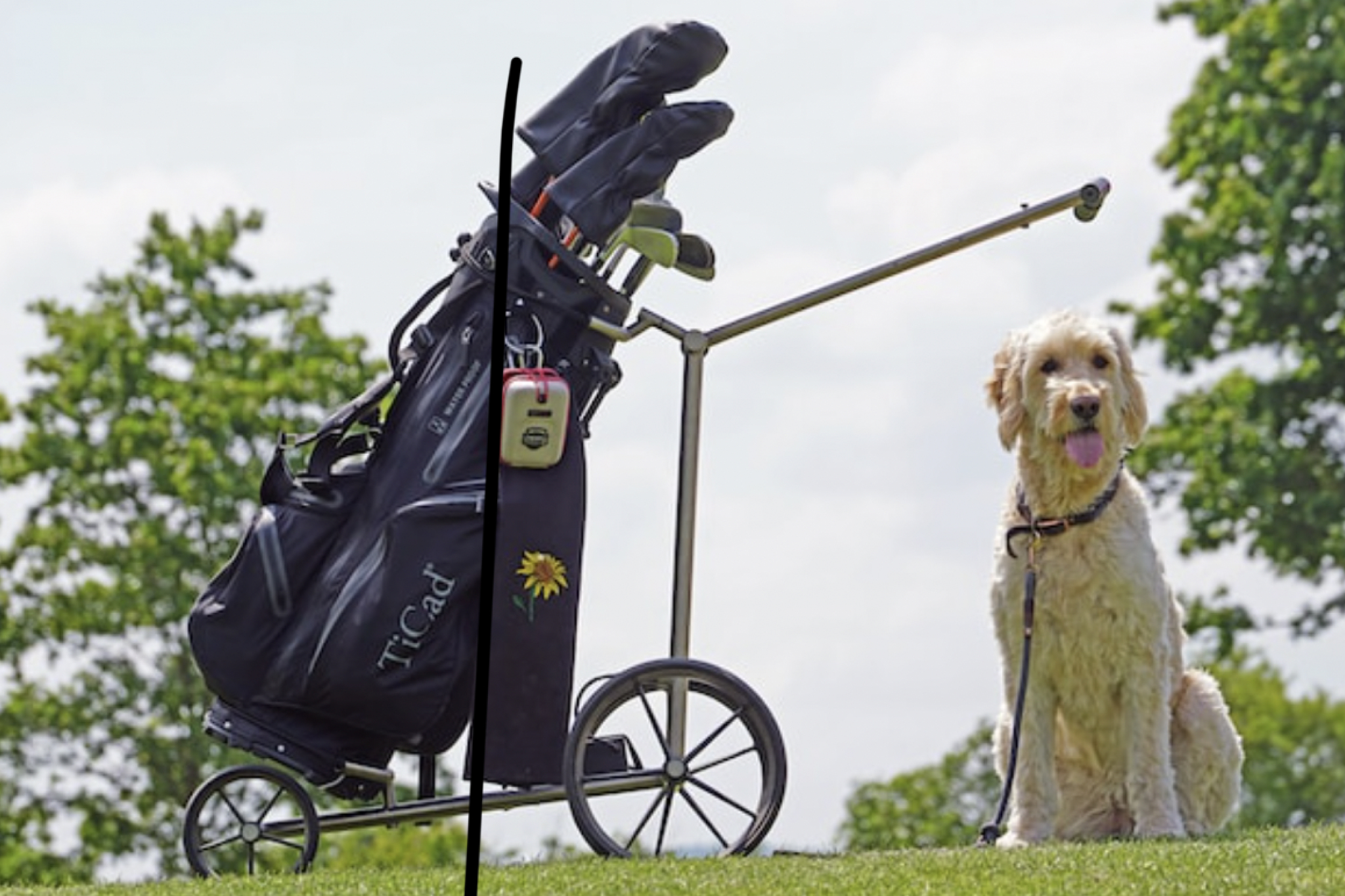 Ultimate Guide to Dog Friendly Golf Courses: Have Fun with your dog!