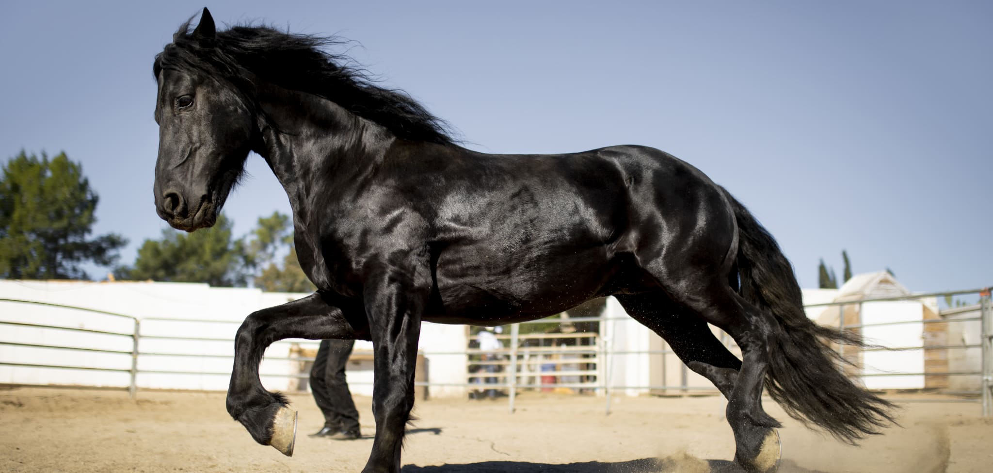 Top Contenders for Most Powerful Horse Breed: Strength and Stamina Explored!