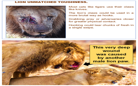 Lions Bulls Showdown: Comparing the Strength and Power of Each Creature Easily.