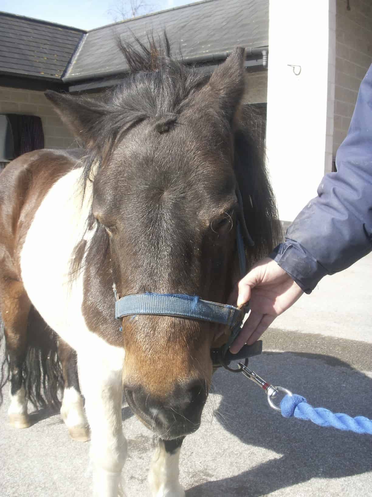 Is temporohyoid osteoarthropathy painful for horses? Recognizing the discomfort and what can help.