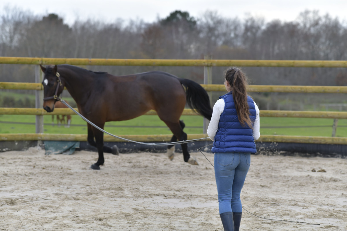 How to spot hind limb lameness in horses early? Learn these simple observation tricks for quick detection now.