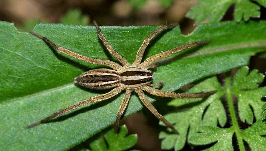 Northern Colorado Spiders: How to Get Rid of Them Fast