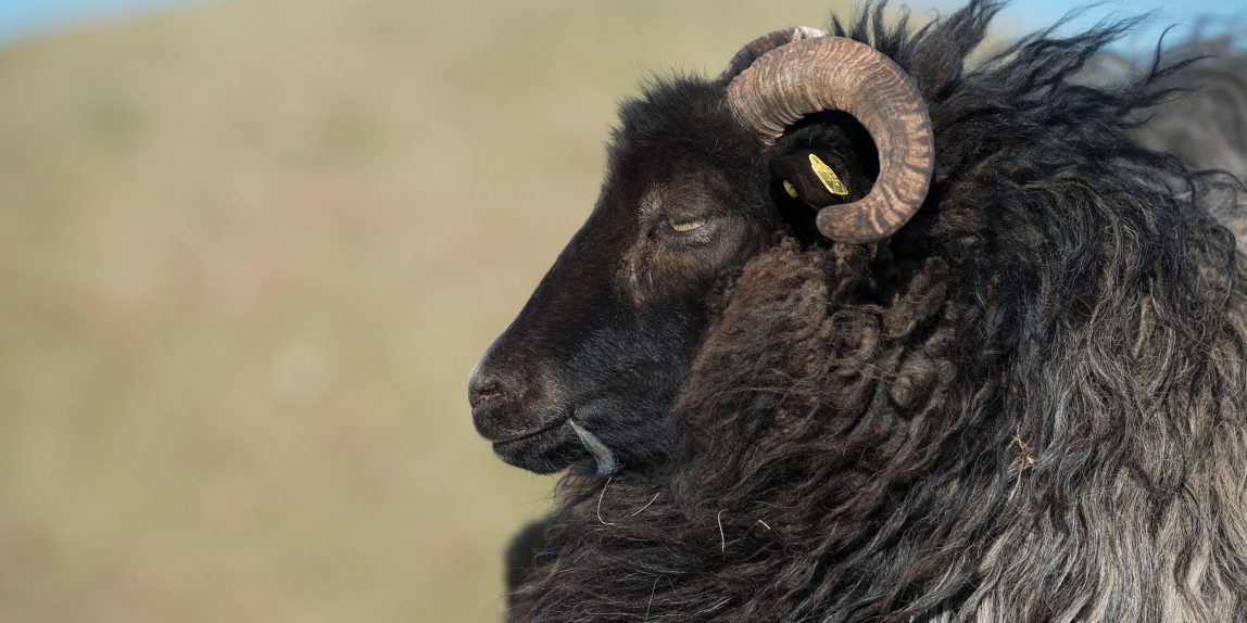 How can you join in on National Black Sheep Day? Get simple ideas to celebrate uniqueness.