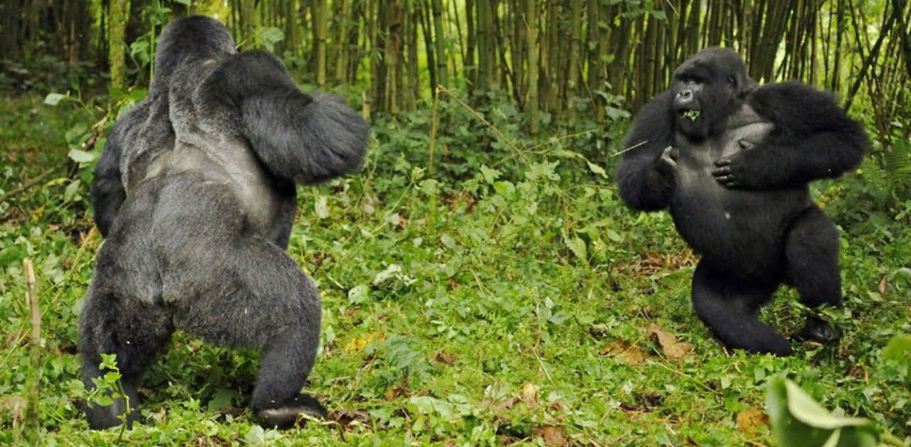 Why do fighting gorilla groups clash? Exploring the reasons for their conflicts.