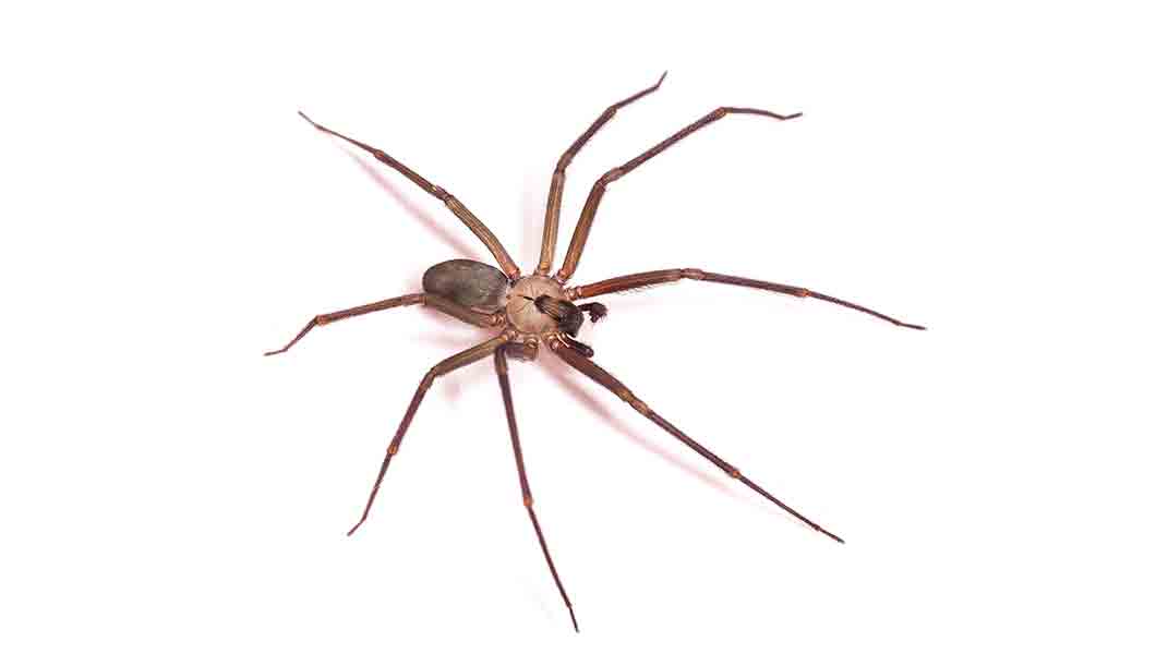 Northern Colorado Spiders: How to Get Rid of Them Fast