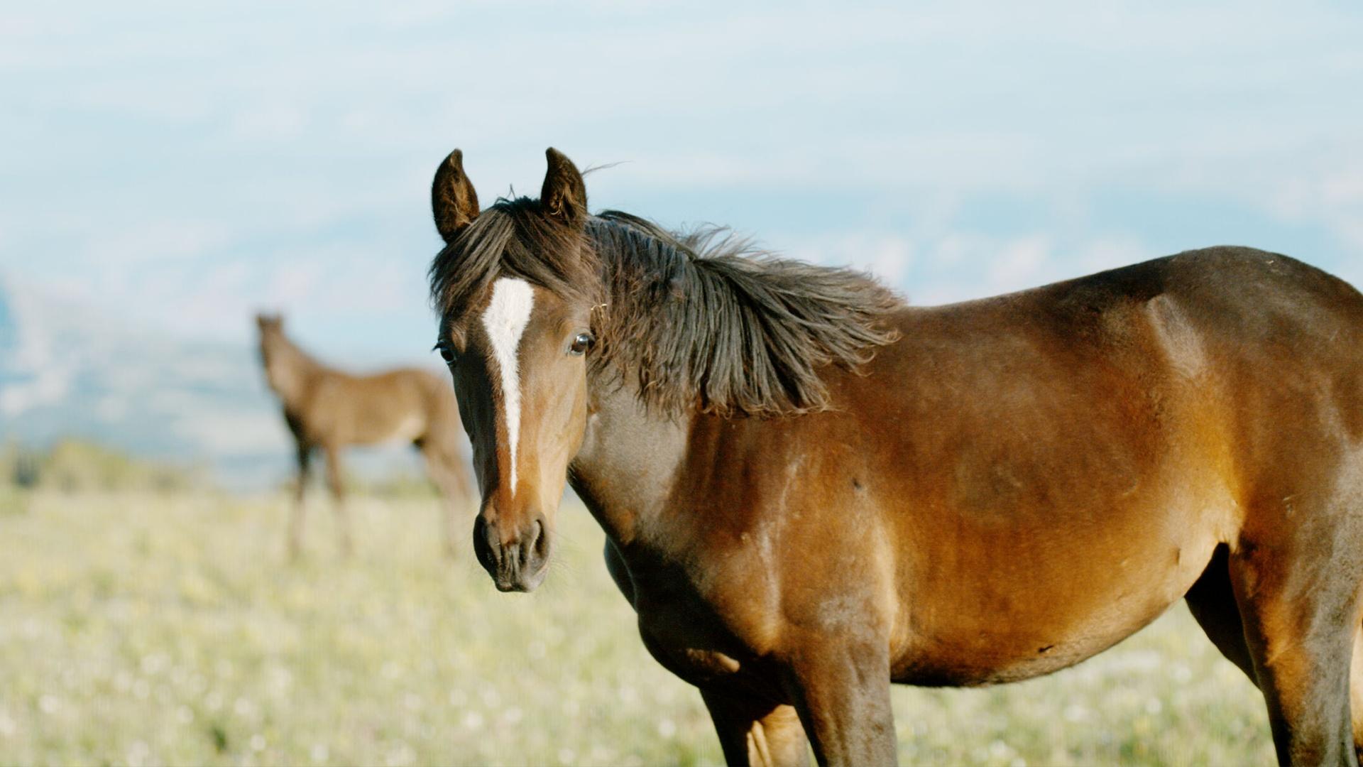 Discover the fascinating and unique history of South America horses: Understand exactly how they arrived on the continent.