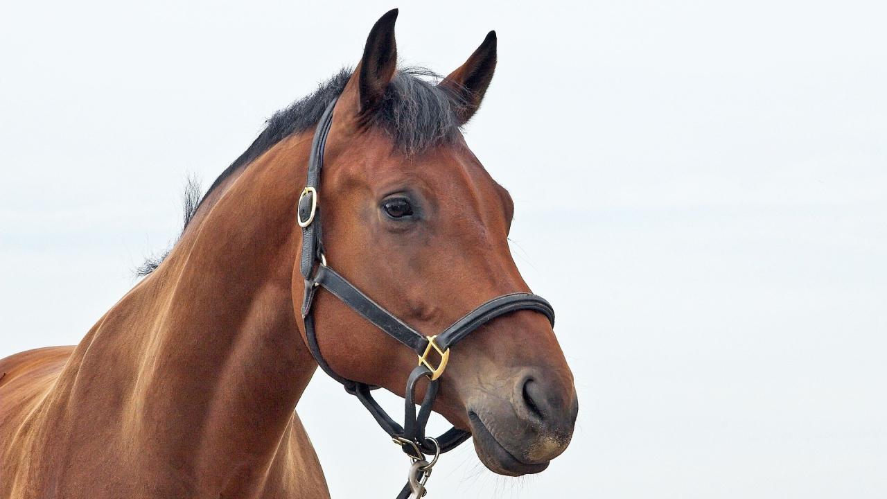 Is temporohyoid osteoarthropathy painful for horses? Recognizing the discomfort and what can help.