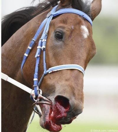 Lasix in Racehorses: How It Works and Why Its Used
