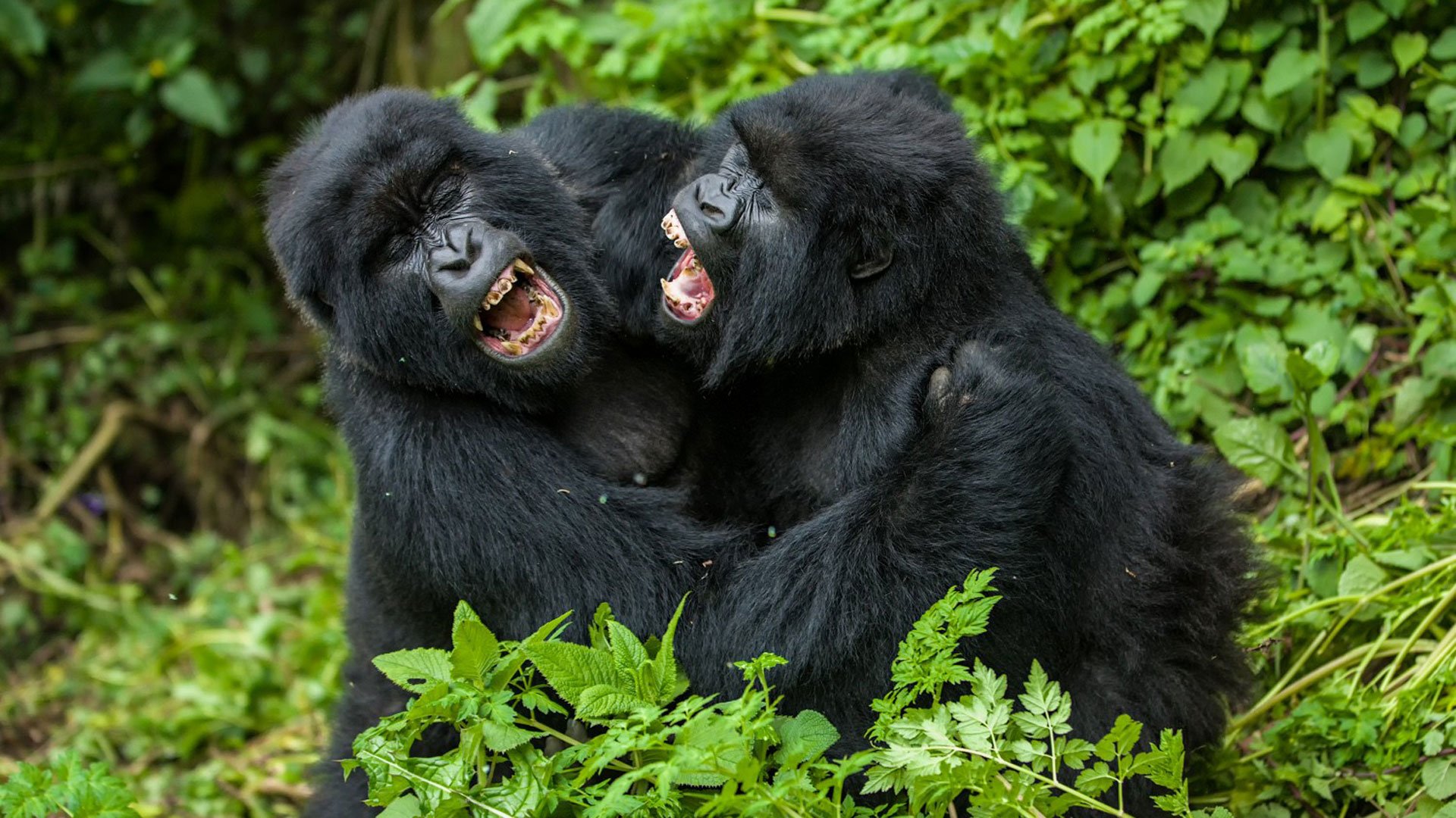 Why do fighting gorilla groups clash? Exploring the reasons for their conflicts.
