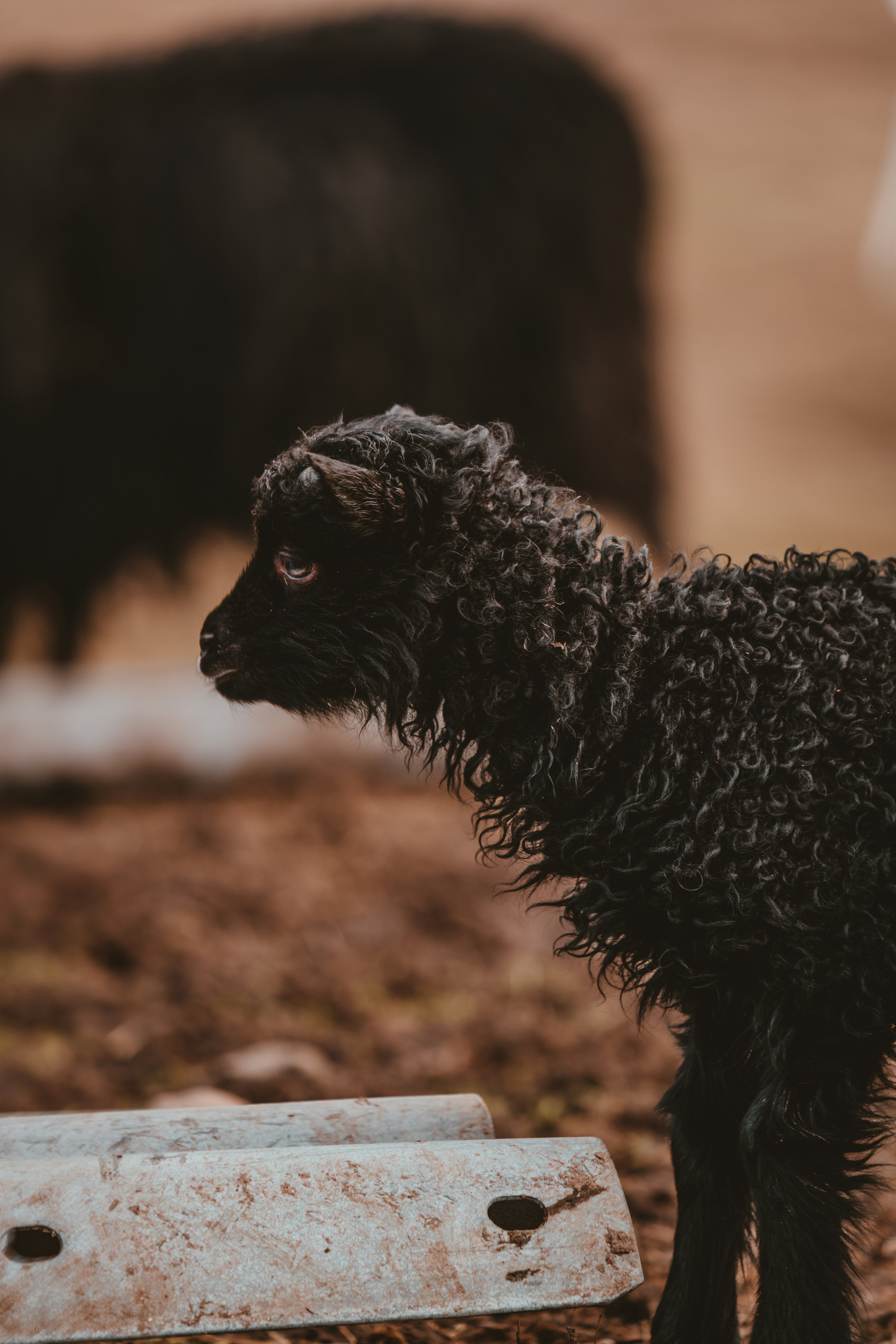How can you join in on National Black Sheep Day? Get simple ideas to celebrate uniqueness.