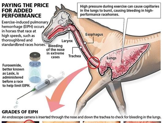 Lasix in Racehorses: How It Works and Why Its Used