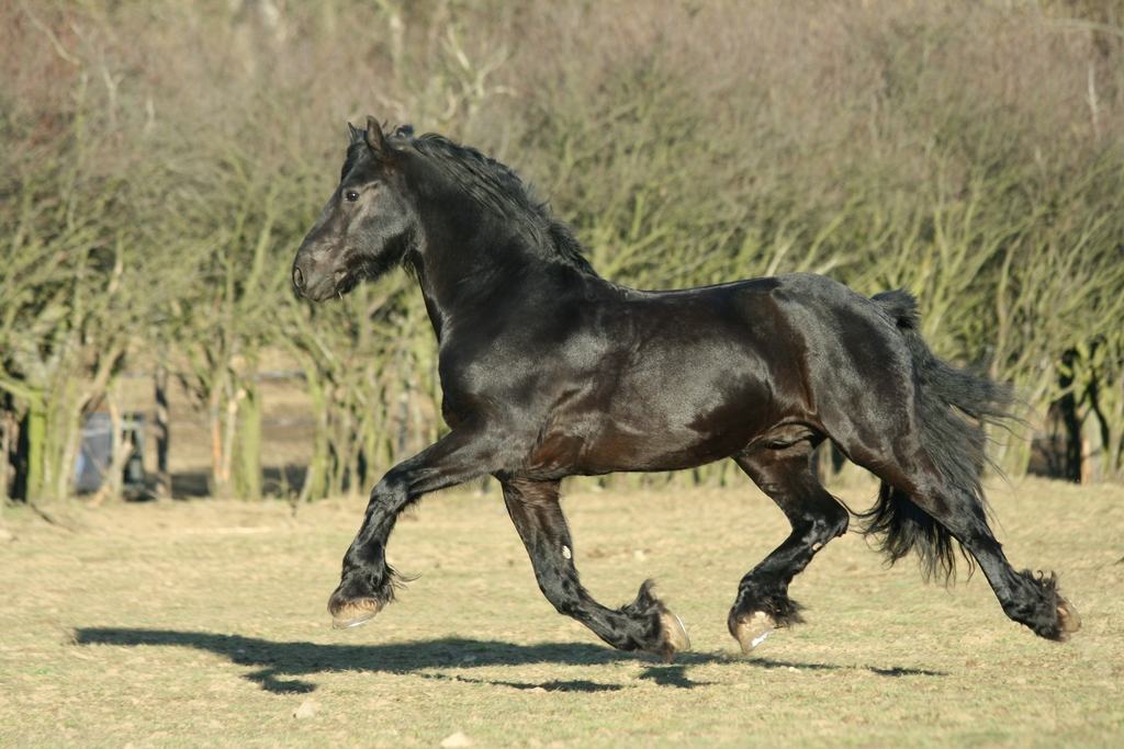 How to spot hind limb lameness in horses early? Learn these simple observation tricks for quick detection now.