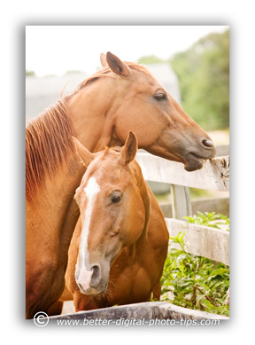 Can you photograph a very far away horse? Yes, with the right lens and patience!