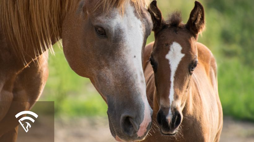 Filly vs Mare: How to Spot the Difference? (Simple Clues to Make Identification Super Easy)