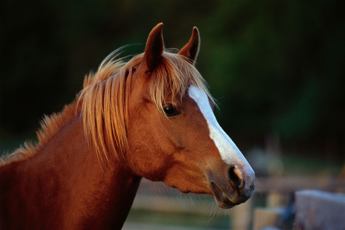Filly vs Mare: How to Spot the Difference? (Simple Clues to Make Identification Super Easy)